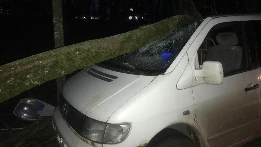 В Калининграде сильный ветер повалил более десятка деревьев   - Новости Калининграда | Фото: очевидец
