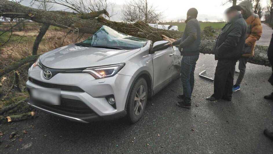 В Гурьевском районе дерево упало на легковушку, в салоне были женщина и ребёнок - Новости Калининграда | Фото: очевидец