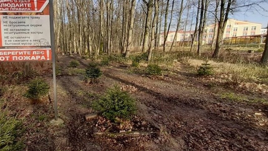 На берегу канала в Чкаловске предложили создать "тропу здоровья"  - Новости Калининграда | Фото: администрация Калининграда / Facebook
