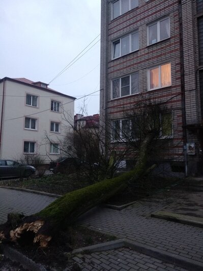В Калининграде дерево упало в окно жилого дома (фото, обновлено) - Новости Калининграда | Фото: читатель "Клопс"
