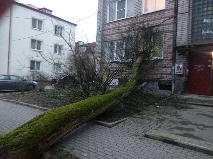 В Калининграде дерево упало в окно жилого дома (фото, обновлено) - Новости Калининграда | Фото: читатель "Клопс"