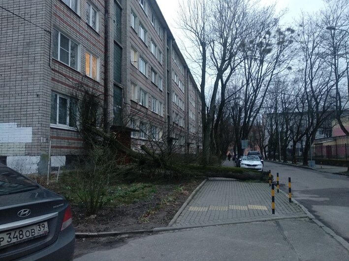 В Калининграде дерево упало в окно жилого дома (фото, обновлено) - Новости Калининграда | Фото: читатель "Клопс"