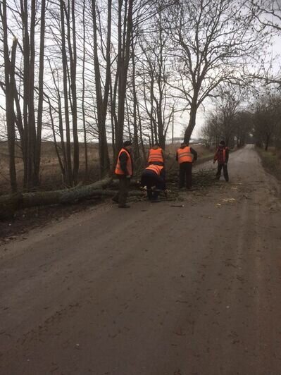 В регионе за ночь ураган повалил девять придорожных деревьев - Новости Калининграда | Фото: Елена Дятлова / Facebook
