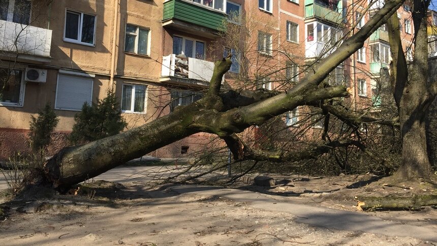 После гибели школьницы в Гурьевске дендролог рассказал, почему падают деревья и что с этим делать - Новости Калининграда | Архив "Клопс"