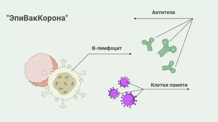 Меньше побочных эффектов: что известно про вакцину центра "Вектор", которая поступит в Калининград - Новости Калининграда