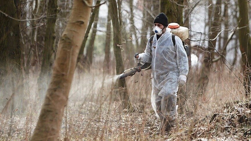 В Калининграде начался первый этап противоклещевой обработки - Новости Калининграда | Фото: архив "Клопс"